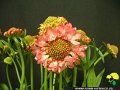 Scabiosa japonica Sarmon Pink